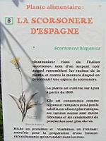 P08 - Scorsonere d'Espagne.jpg